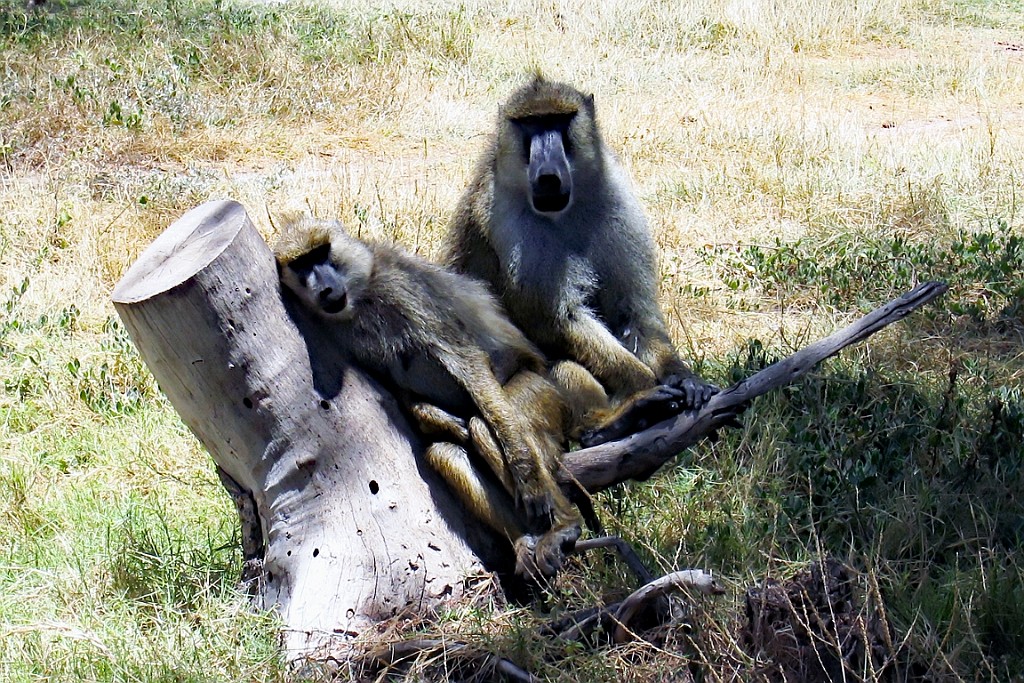 Kenia (195).jpg